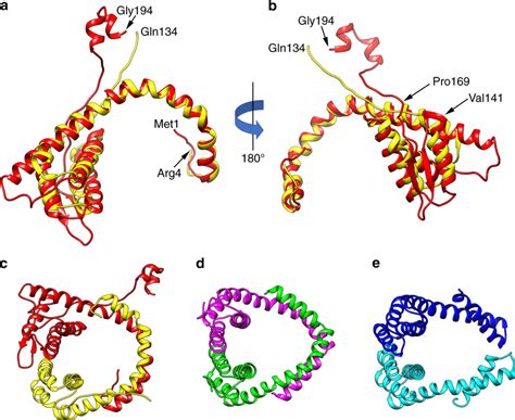 Structural conservation and divergence among capsid proteins ...