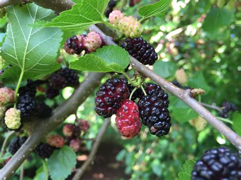 Mulberry, Wild Sweet Fruits and Favored in the Silk Industry - Eat The ...