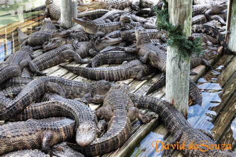 Gatorland Alligator farm | Orlando ~ DAVID