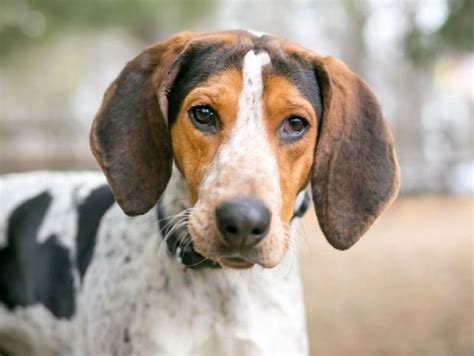 Walker Hound Puppies for Sale | Lancaster Puppies