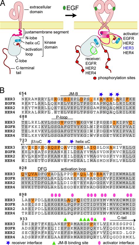 Egfr Protein Structure