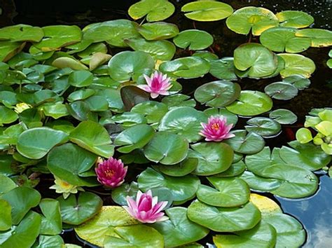 Pond Plants | Hewlynn Home & Garden Center