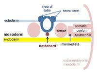 Mesoderm - Embryology