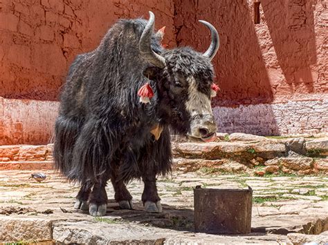 Tibetan Animals Unique to Tibet - Hole In The Donut Cultural Travel