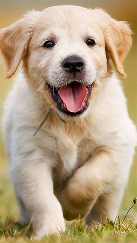 Golden Retriever Puppy Wallpaper For Android - Pets Lovers