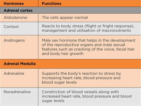 What hormones does the adrenal gland produce - adultmaxb