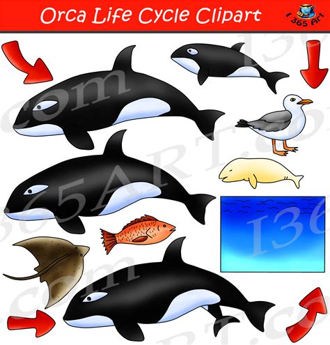 Orca Life Cycle Clipart Set Download - Killer Whale - Clipart 4 School