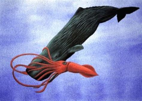 Sperm whales died while hunting squid expert believes - Market Business ...