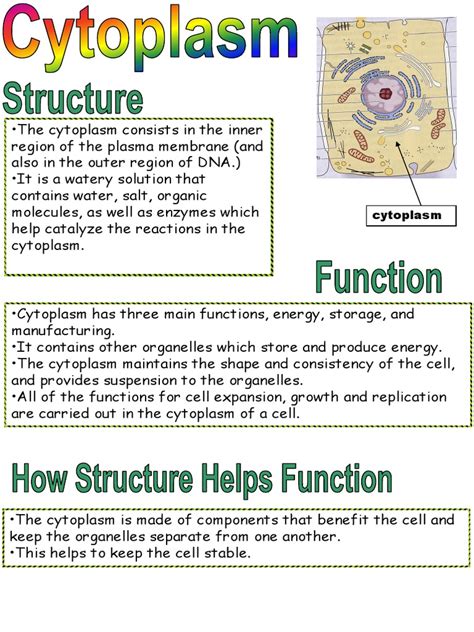 Function of Cytoplasm | Composition of Cytoplasm