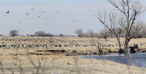 CRANE CAM: Sandhill Cranes begin migration across Nebraska