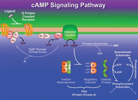 G-protein coupled receptor (GPCR): β -adrenergic signalling pathway ...