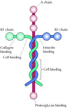 Laminin Shaminin : Proslogion