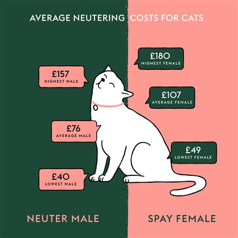 How much does it cost to neuter a cat in the UK? | ManyPets