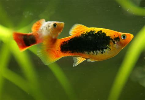 15 Best Guppy Tank Mates - FishLab