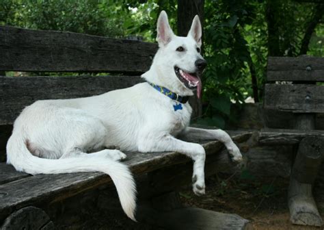 White German Shepherd Dog Names | Popular Male and Female Names | Wag!