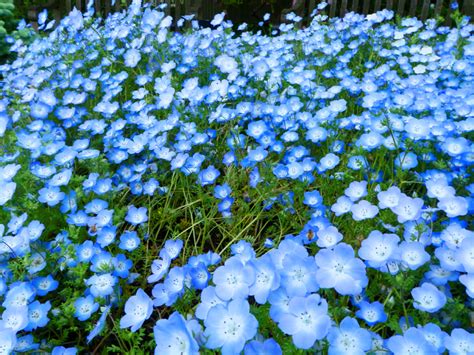 How to Grow Baby Blue Eyes Flowers (Nemophila menziesii)