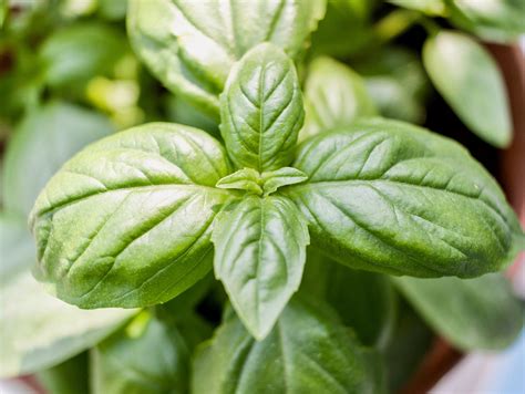 Growing an Indoor Herb Garden 101 - American Lifestyle Magazine