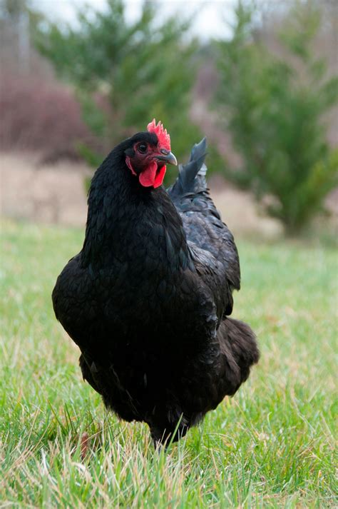 Black Jersey Giant Chicks for Sale | Order as Few as 3 Day Old Chicks ...