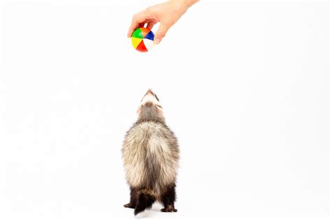 Premium Photo | Cute and fun ferret baby or weasel playing with ball in ...