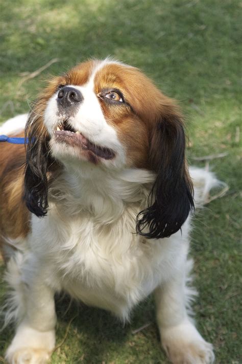 Cavalier king charles spaniel mix - calgarydop