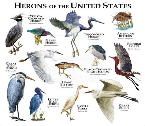 Herons of the United States Poster Print - inkart