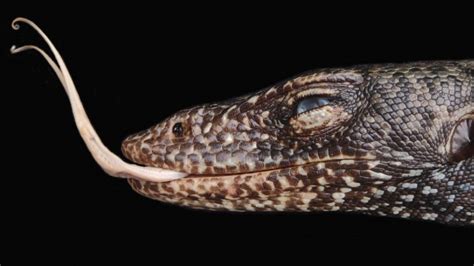 ‘Biogeographical oddity’: New monitor lizard is the only large predator ...