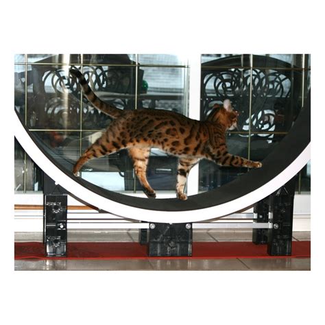 Round and Round: Why Your Cat Needs a Cat Wheel - Bastet Exotics