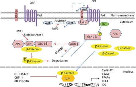 Schematic representation of Wnt pathway inhibition by small molecule ...