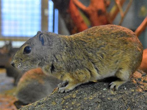 Kerodon rupestris / Rock cavy in zoos