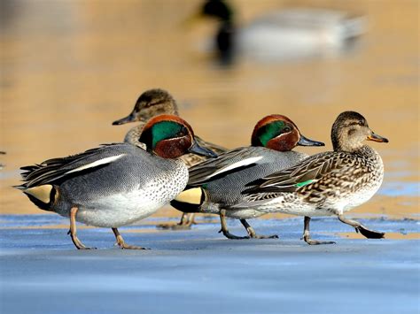 Green-winged Teal - eBird