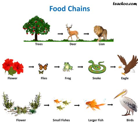 Food Chain Examples Of Animals