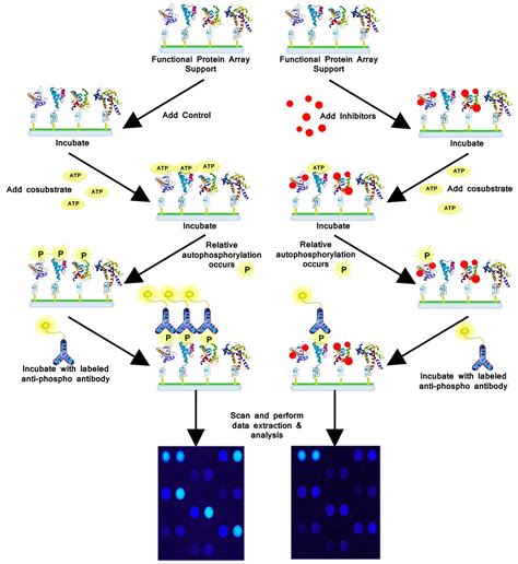 Neuromics: Multiplexed Protein Array for Immunologists