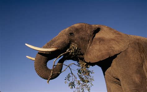 African Elephant | Species | WWF