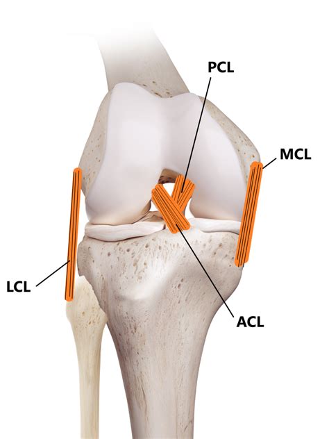 Medial Collateral Ligament (MCL) Injuries - My Family Physio