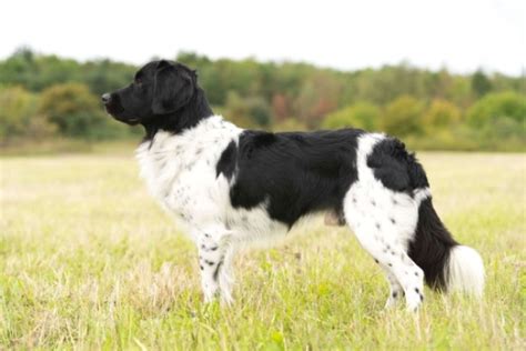 All About Stabyhoun Dog Breed – Origin, Behavior, Trainability, Facts ...