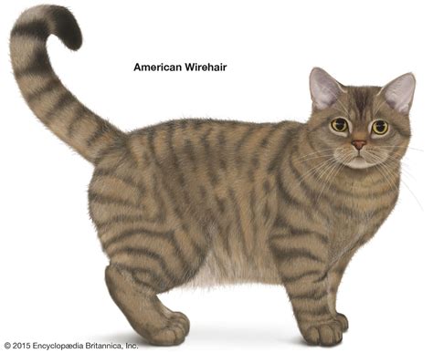 Shorthair Cat Breeds | Britannica