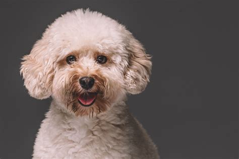 Toy Poodle: Dog Breed Characteristics & Care