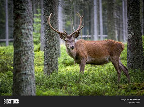 Very Nice Deer Antlers Image & Photo (Free Trial) | Bigstock