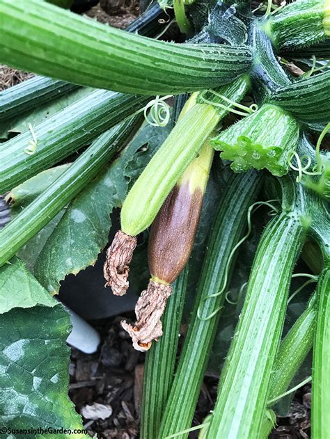 zucchini turning yellow and rotting