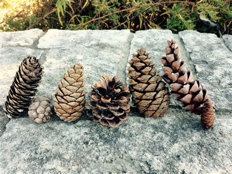 Pine Cone Botany For Beginners - Dyck Arboretum