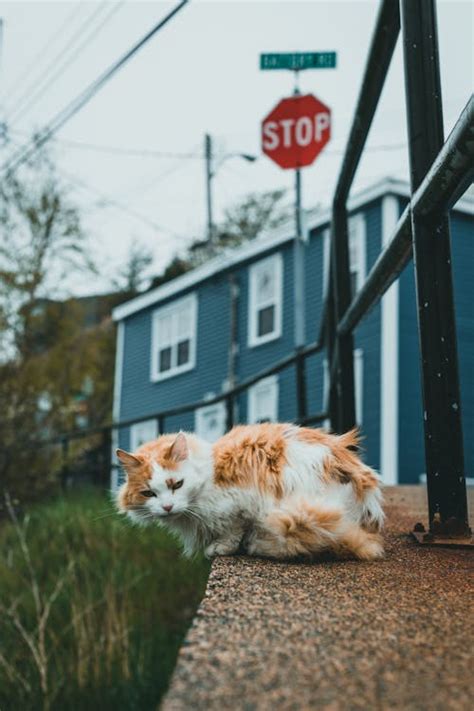 Cat Sleeping on Table · Free Stock Photo