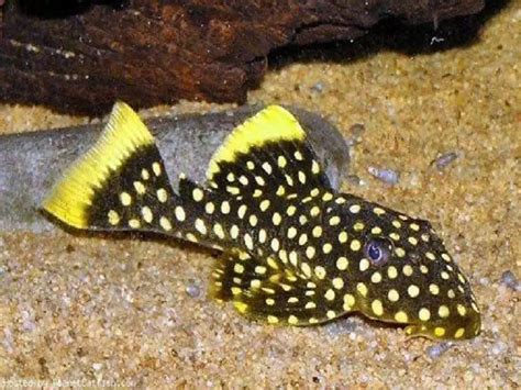 The Complete Guide to Gold Nugget Pleco Care | Fishkeeping World