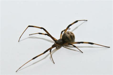 Be Aware of Brown Widow Spiders | Gardening in the Panhandle