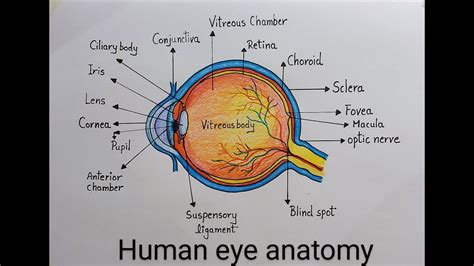 How To Draw Human Eye Diagram Step By Step - Printable Templates Free