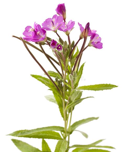 Great Willowherb, Epilobium Hirsutum. Stock Photo - Image of natural ...