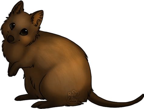 Collection of Wombat clipart | Free download best Wombat clipart on ...