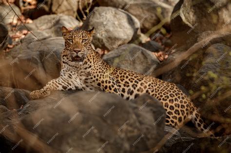 Premium Photo | Indian leopard in the nature habitat leopard resting on ...