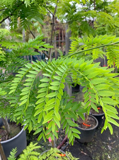 Gleditsia triacanthos Shademaster - Lakeside Plants & Nursery