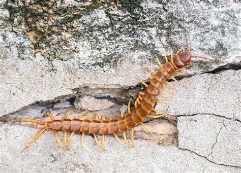 Amazonian Giant Centipede