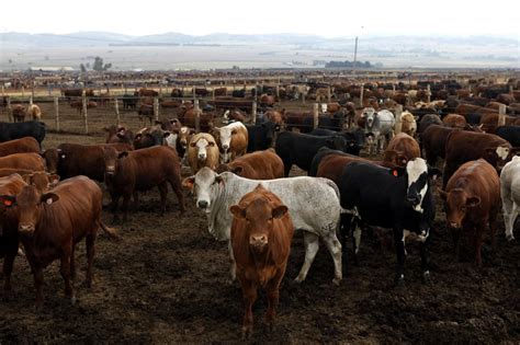 Who are the leading importers of South African beef? - Moneyweb